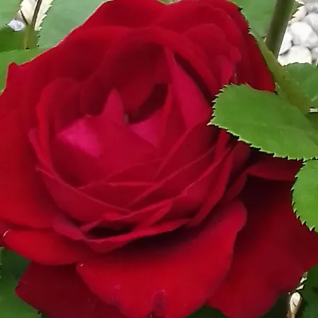 Cascina Knec Feisoglio