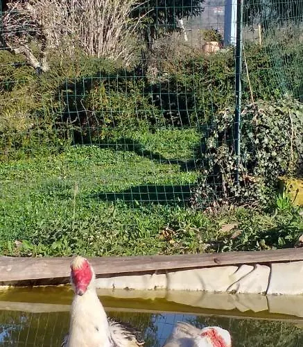 Cascina Knec * Feisoglio